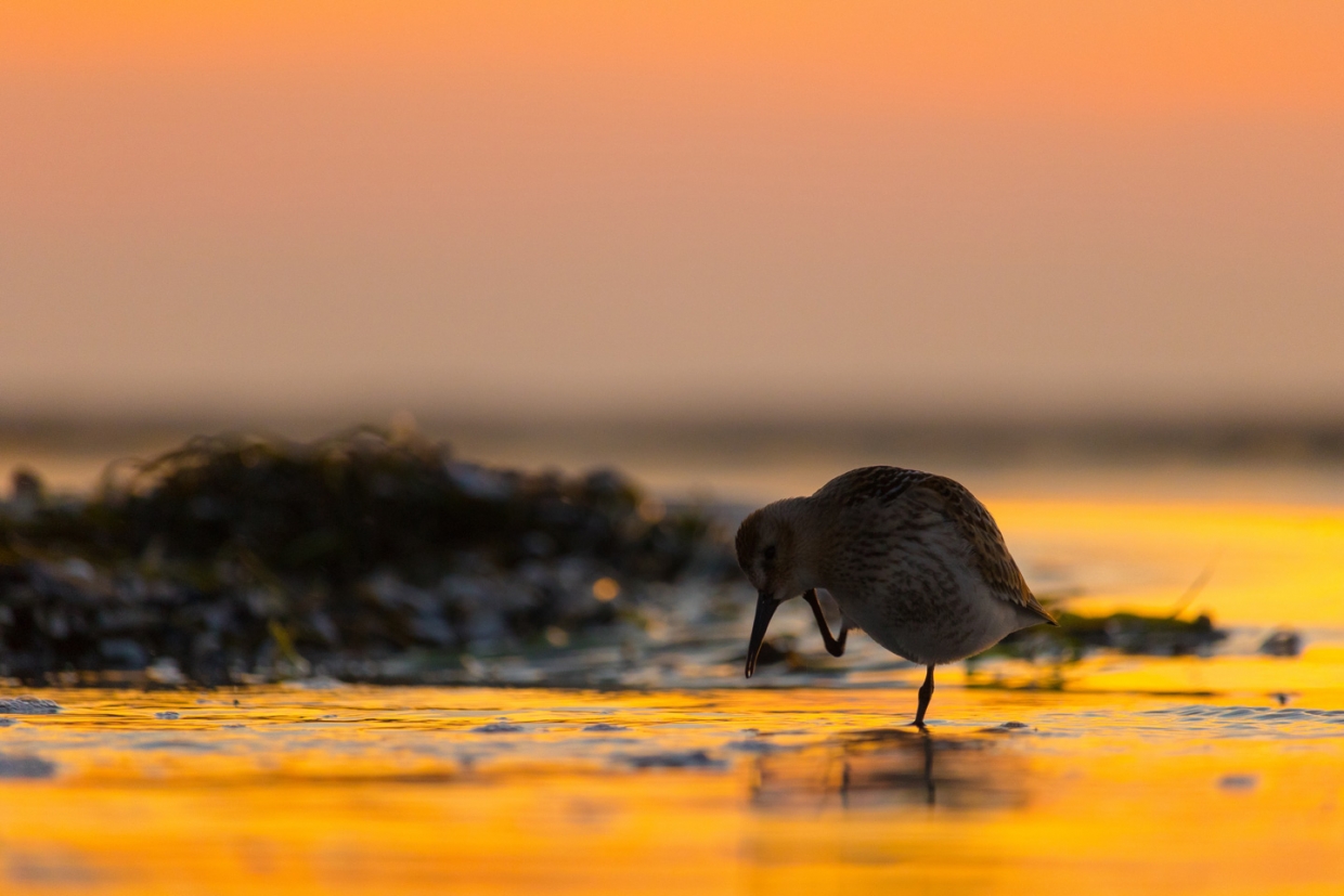 Foto: Wasserläufer an der Ostsee